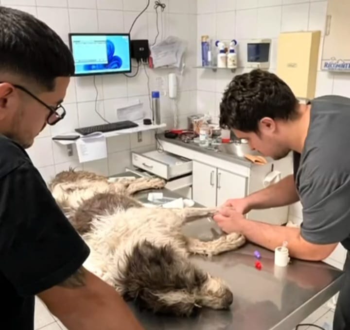 Operativo de rescate en Funes: salvaron a un perro que estaba atrapado en los caños de un cruce de calles